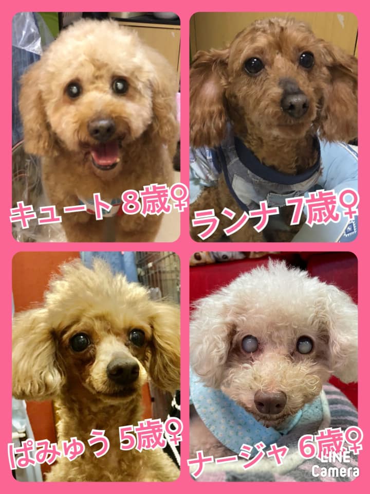 🐾今日の里親様募集中ワンコ🐶メンバーです🐾2021,3,16